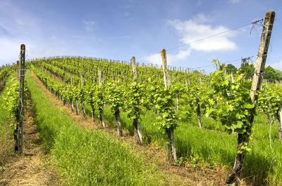 Vineyard against sky