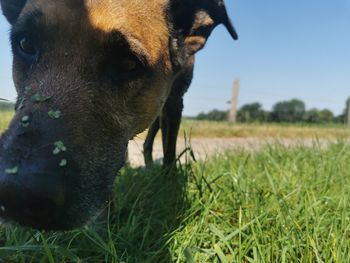 Close-up of a horse on field