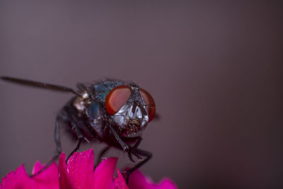 Close-up of insect on pink flower