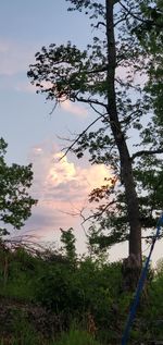 Scenic view of trees against sky during sunset