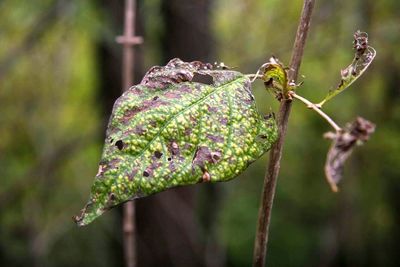Close-up of plant against blurred background