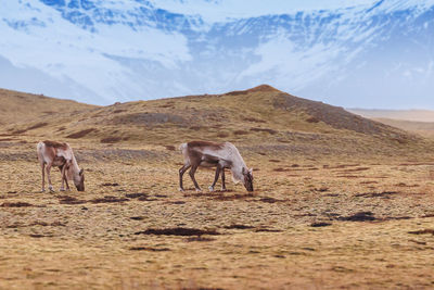 Horse grazing on field against sky