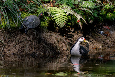 Close-up of bird in lake