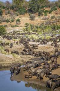 Herd of water buffalo in forest