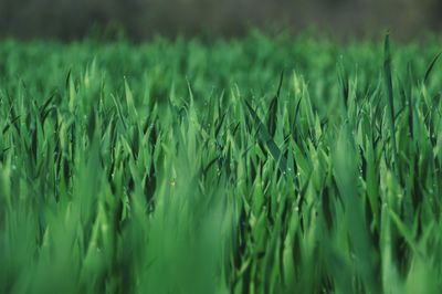 Full frame shot of wheat field