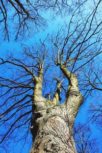 Low angle view of bare tree against blue sky