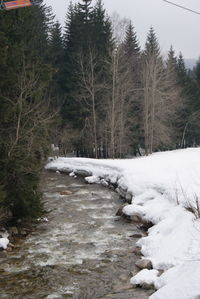 Stream flowing amidst trees in forest during winter