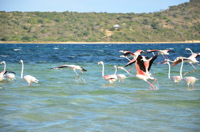 Birds flying over lake