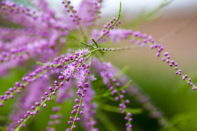 Close-up of plant