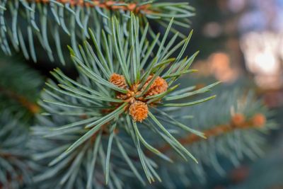 Close-up of pine tree