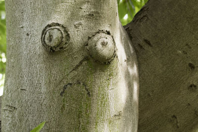 Close-up of carving on tree trunk