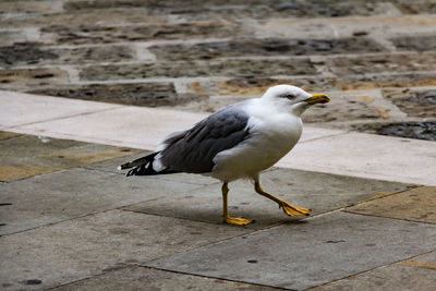 High angle view of seagull perching on footpath