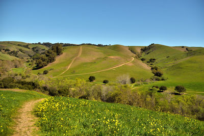 Scenic view of field against clear blue sky