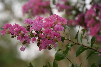 Close-up of pink flowering plant