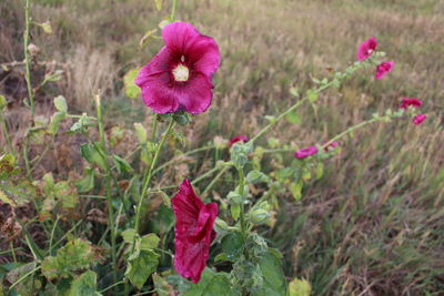 Close-up of pink flowers blooming on field