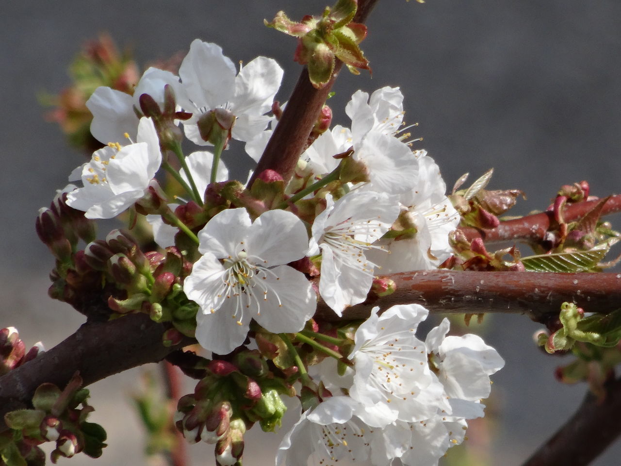 CHERRY BLOSSOMS IN SPRING