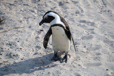 High angle view of bird on sand