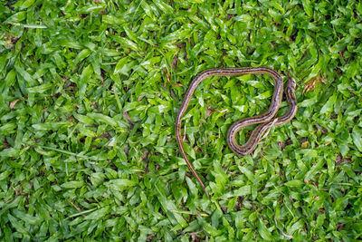Dead snake at garden.