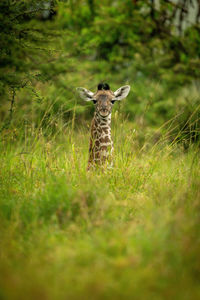 Young masai giraffe lies in tall grass