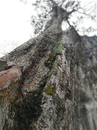 Low angle view of moss on tree trunk