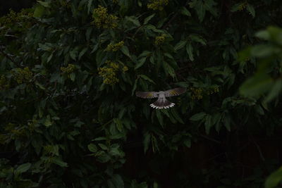 Plants growing on a tree