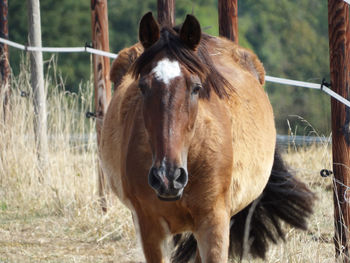 Horse in a field