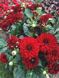 High angle view of red flowering plants