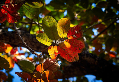 autumn