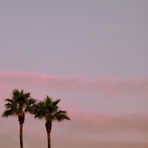 Low angle view of palm trees against sky during sunset