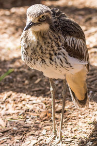 Close-up of bird on field