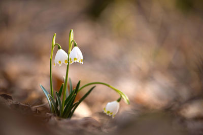 Close-up of white flowering plant