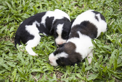 High angle view of two cats on grass