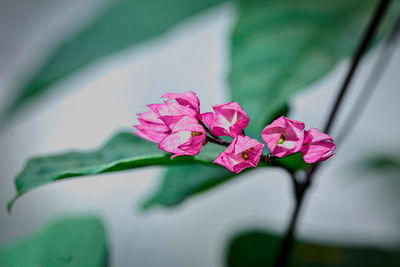 Close-up of pink flowering plant