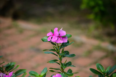 Close-up of pink flowering plant