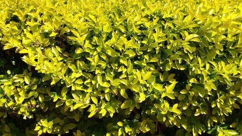 Full frame shot of plants