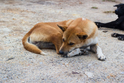 High angle view of a dog