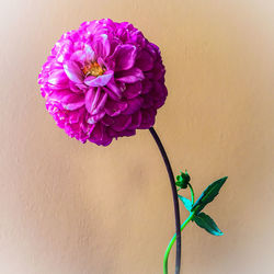 Close-up of purple flowers