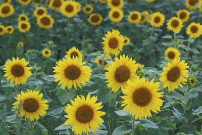 Sunflowers 