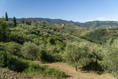 Scenic view of landscape against clear sky