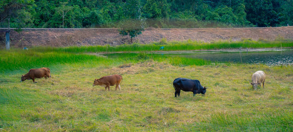 Sheep grazing in a field
