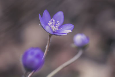 Close-up of purple crocus flowers