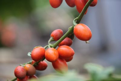 Close-up of tomatoes growing on plant