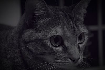 Close-up portrait of cat