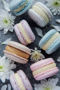 Beautiful colorful tasty macaroons and white flowers on a concrete background