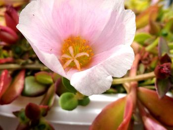 Close-up of flower blooming outdoors