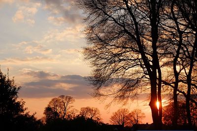 Silhouette of bare trees at sunset