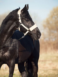 Close-up of black horse against sky