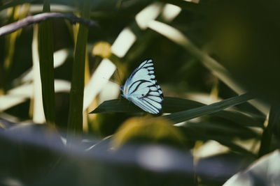 Butterfly on flower