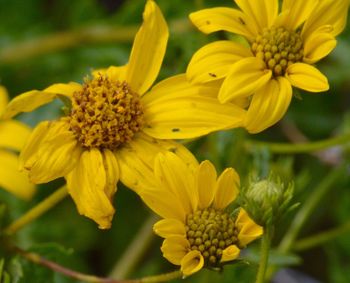 Close-up of yellow flower