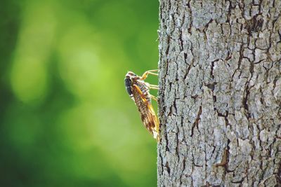 Close-up of lizard on tree trunk